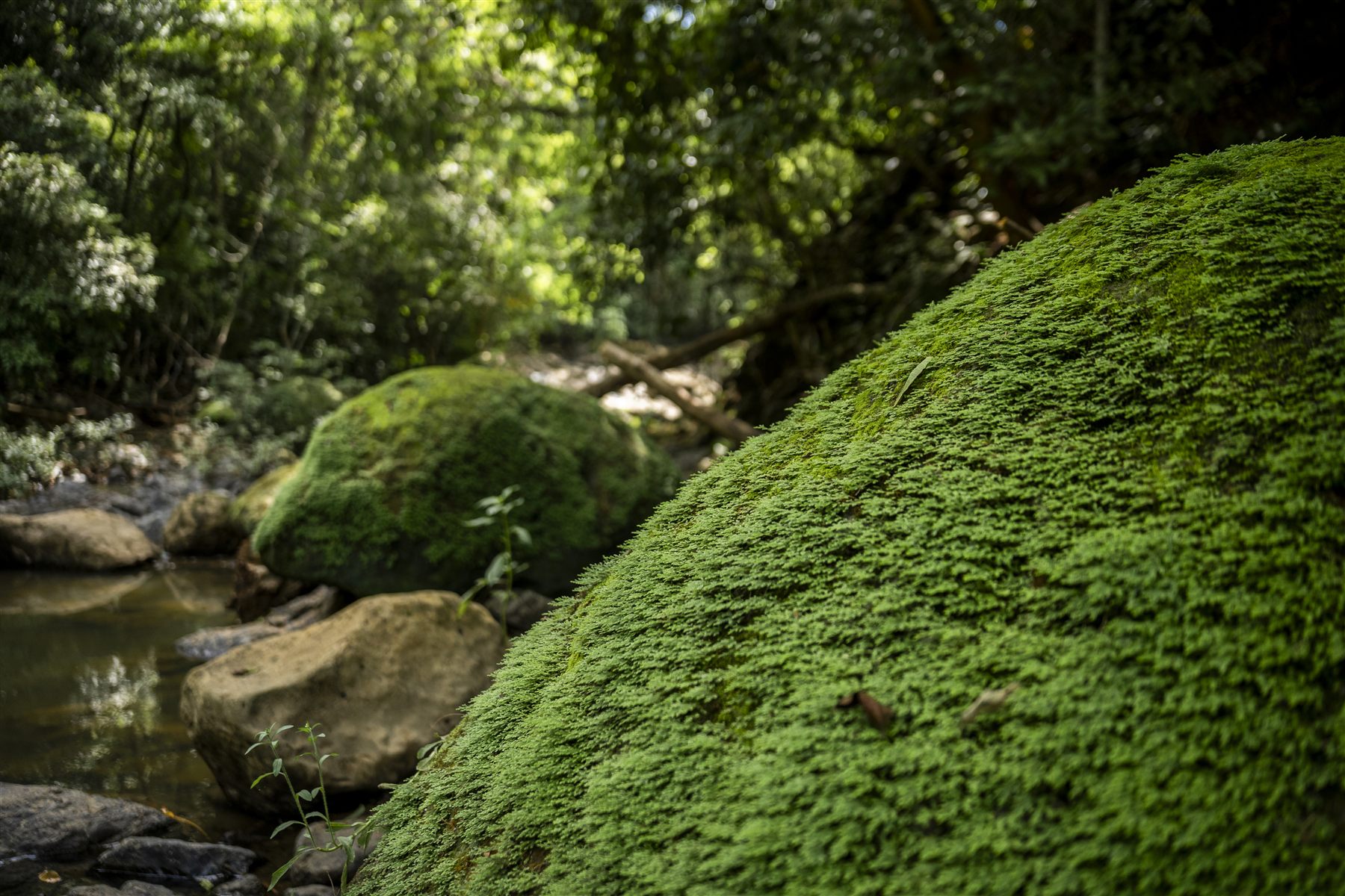 Santiago Gazaba — Costa Rica 08