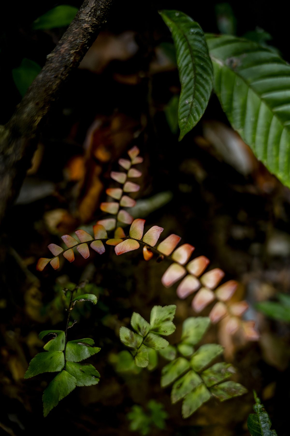 Santiago Gazaba — Costa Rica 15